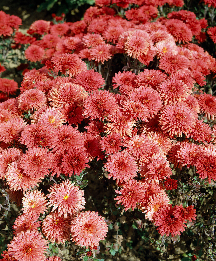 Chrysanthemum x Hortorum