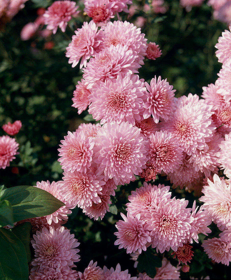 Chrysanthemum x Hortorum