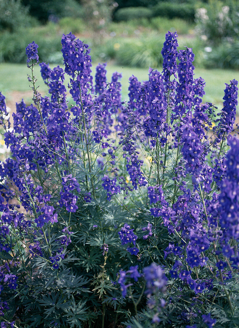 Delphinium belladonna hybrid