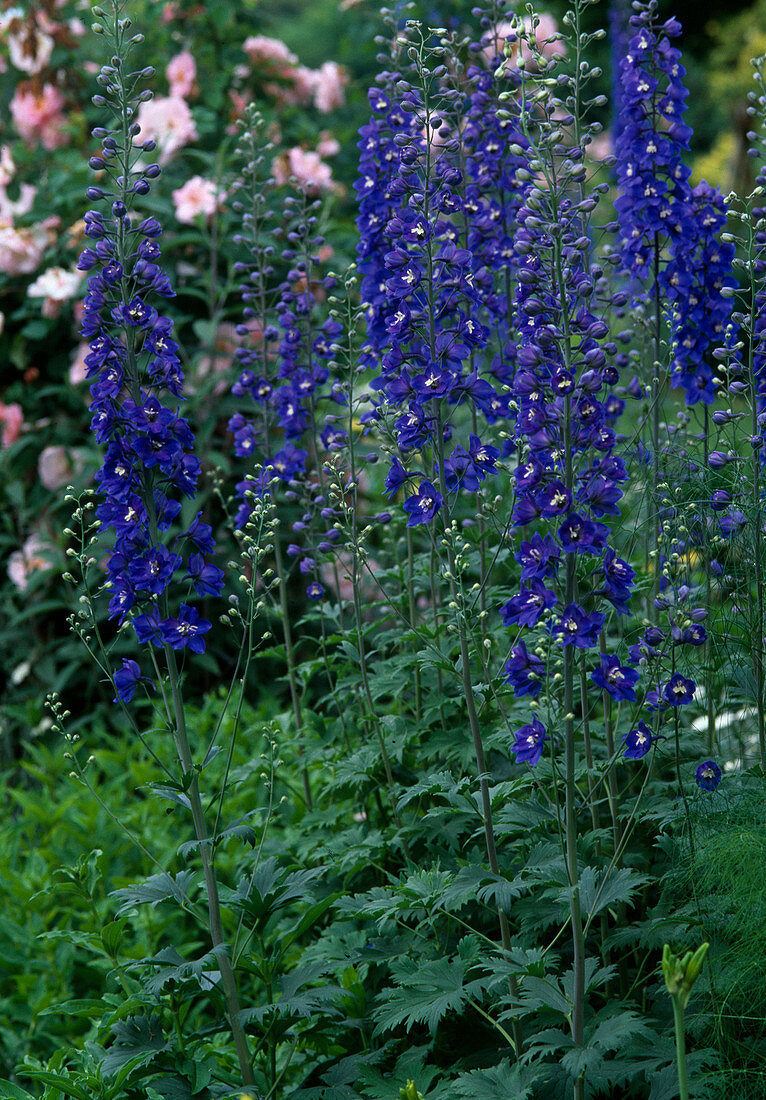 Delphinium - elatum- HYBR. 'LANZENTRÄGER'