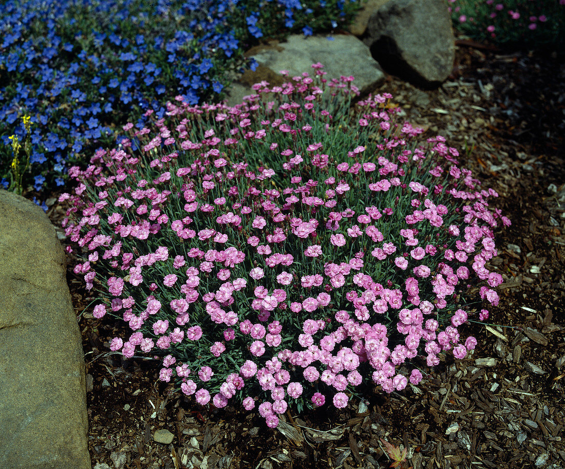 Dianthus caesius