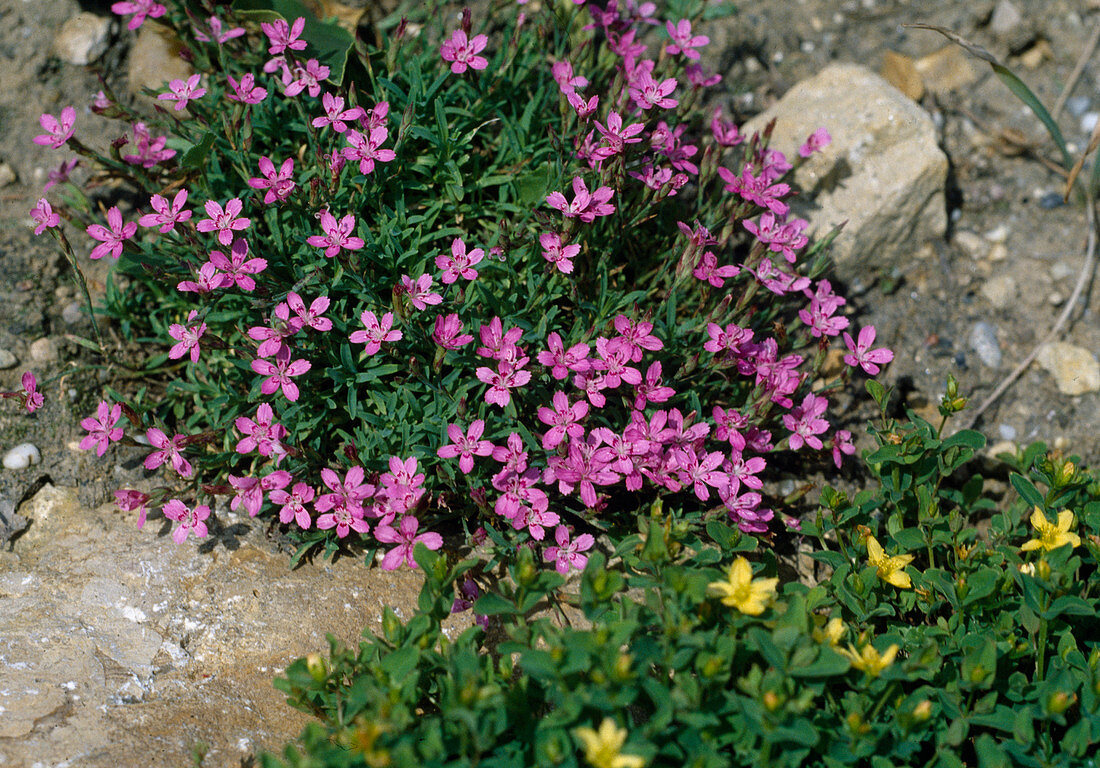 Dianthus grisebachii, Hypericum