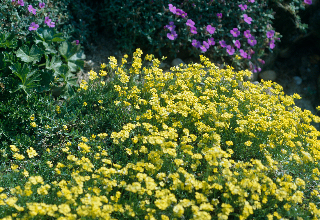 Draba sibirica