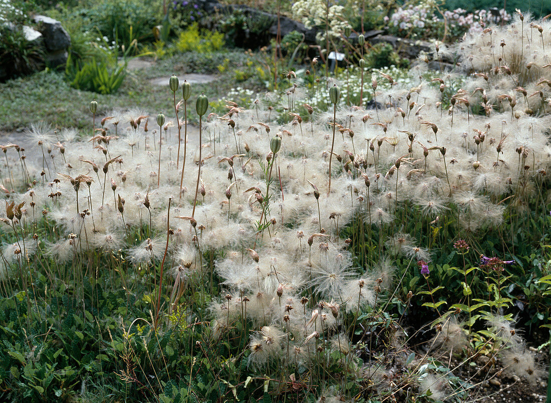 Dryas octopetala