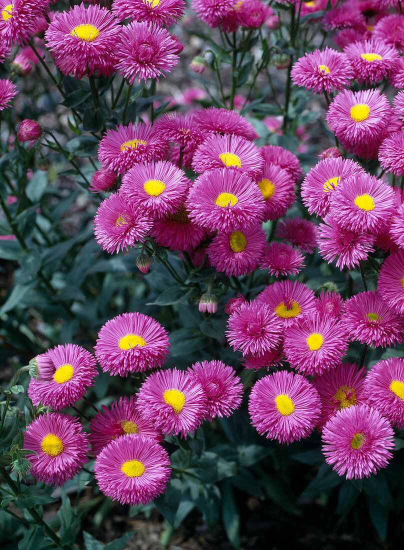 Erigeron 'Rose Ballet'