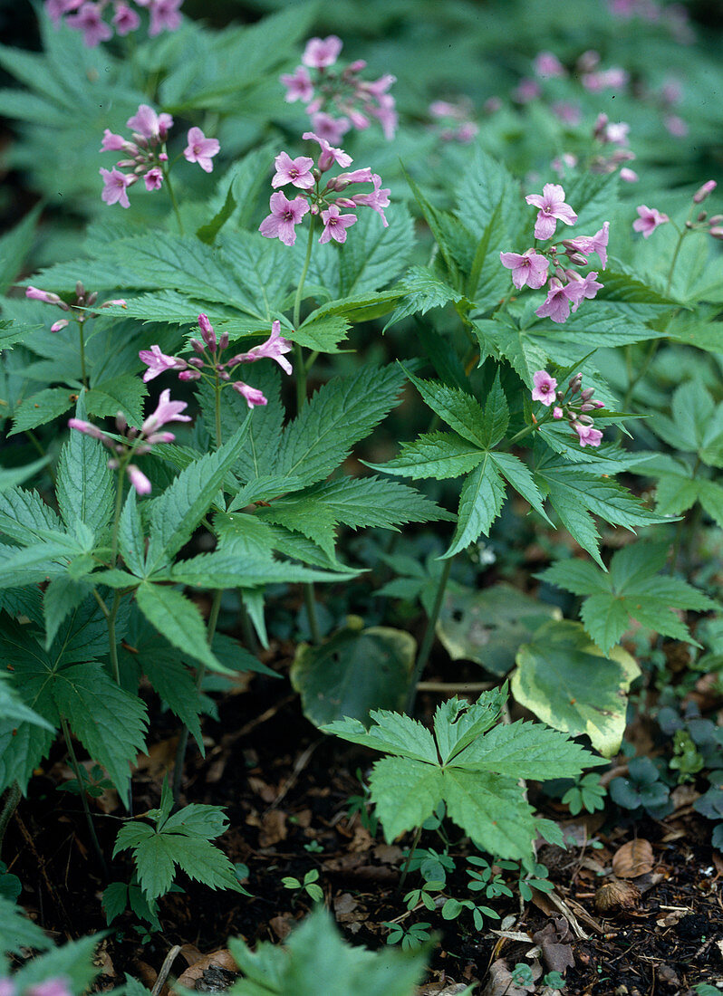 Cardamine pentaphyllus