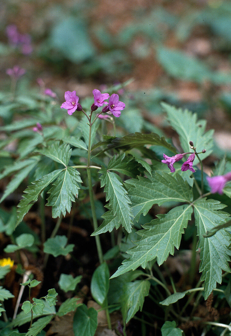 Cardamine trifolia