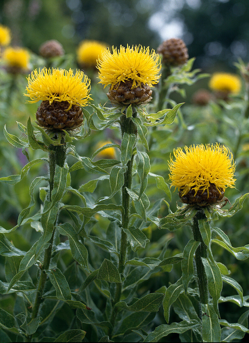 Centaurea Macrocephala