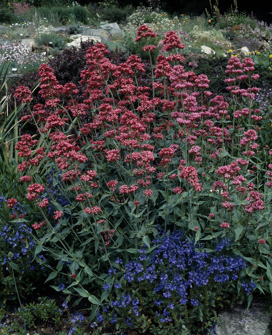 Centranthus ruber 'Coccineus'