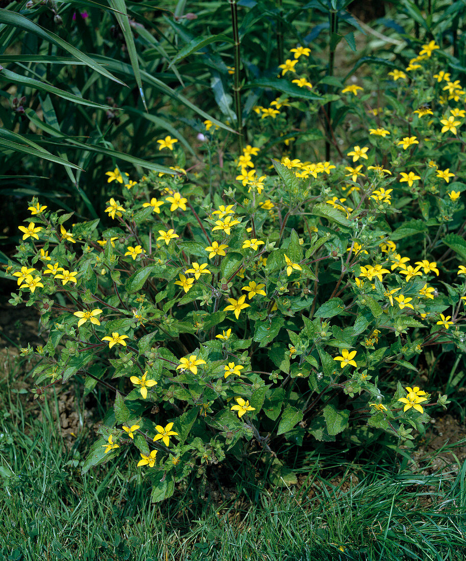 Chrysogonum Virginianum