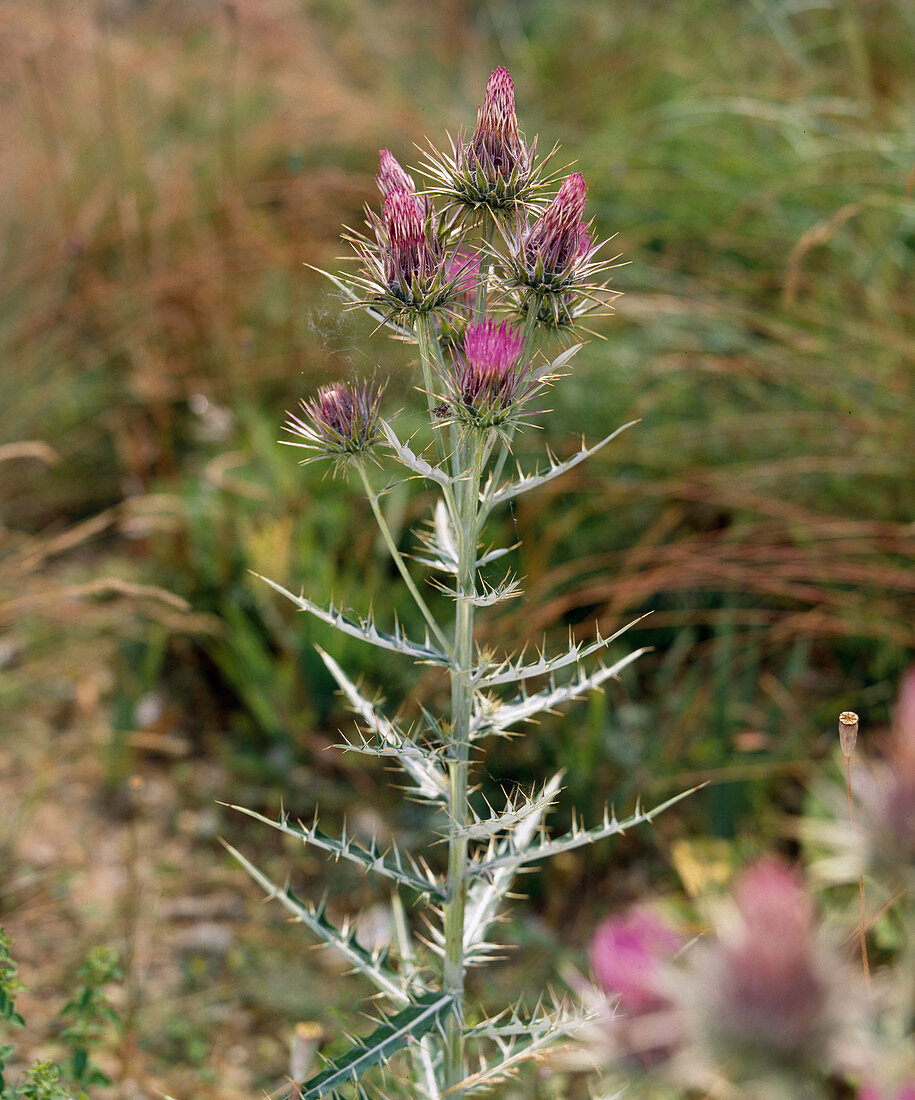 Cirsium diacanthum