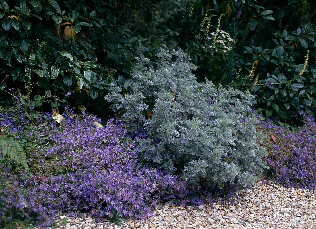 Campanula portenschlagiana, Artemisia 'Powis Castle'