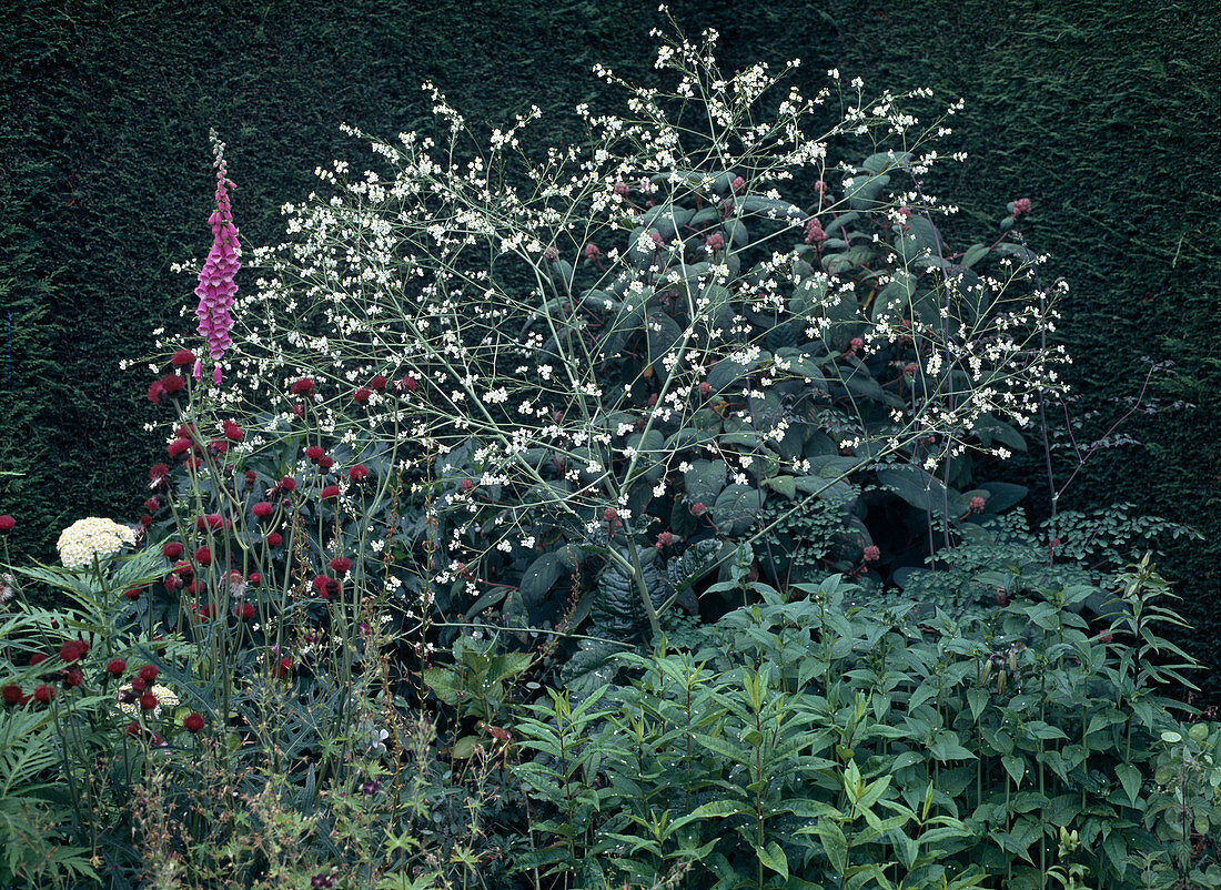 Crambe cordifolia