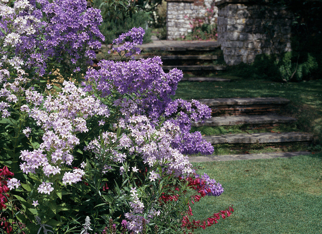 Campanula lactiflora