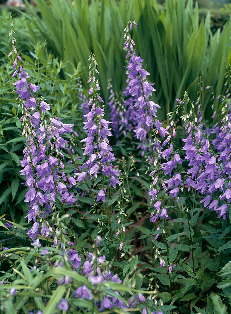 Campanula pyramidalis