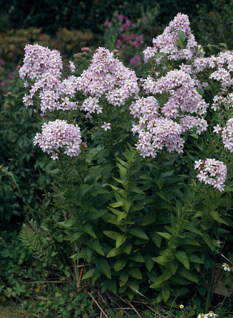 Campanula lactiflora