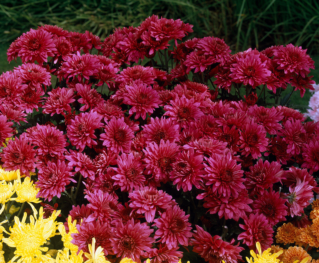 Chrysanthemum indicum