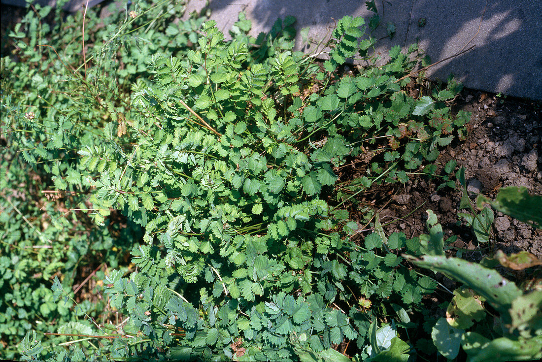 Pimpinella major