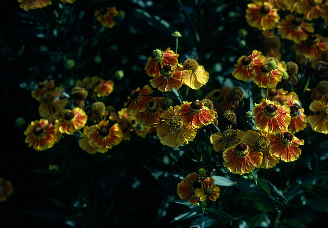 Helenium x hybridum 'Helios'