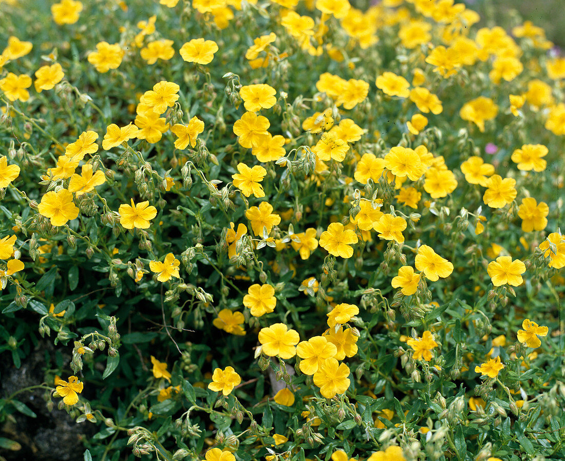 Helianthemum nummularium 'Amy Baring'