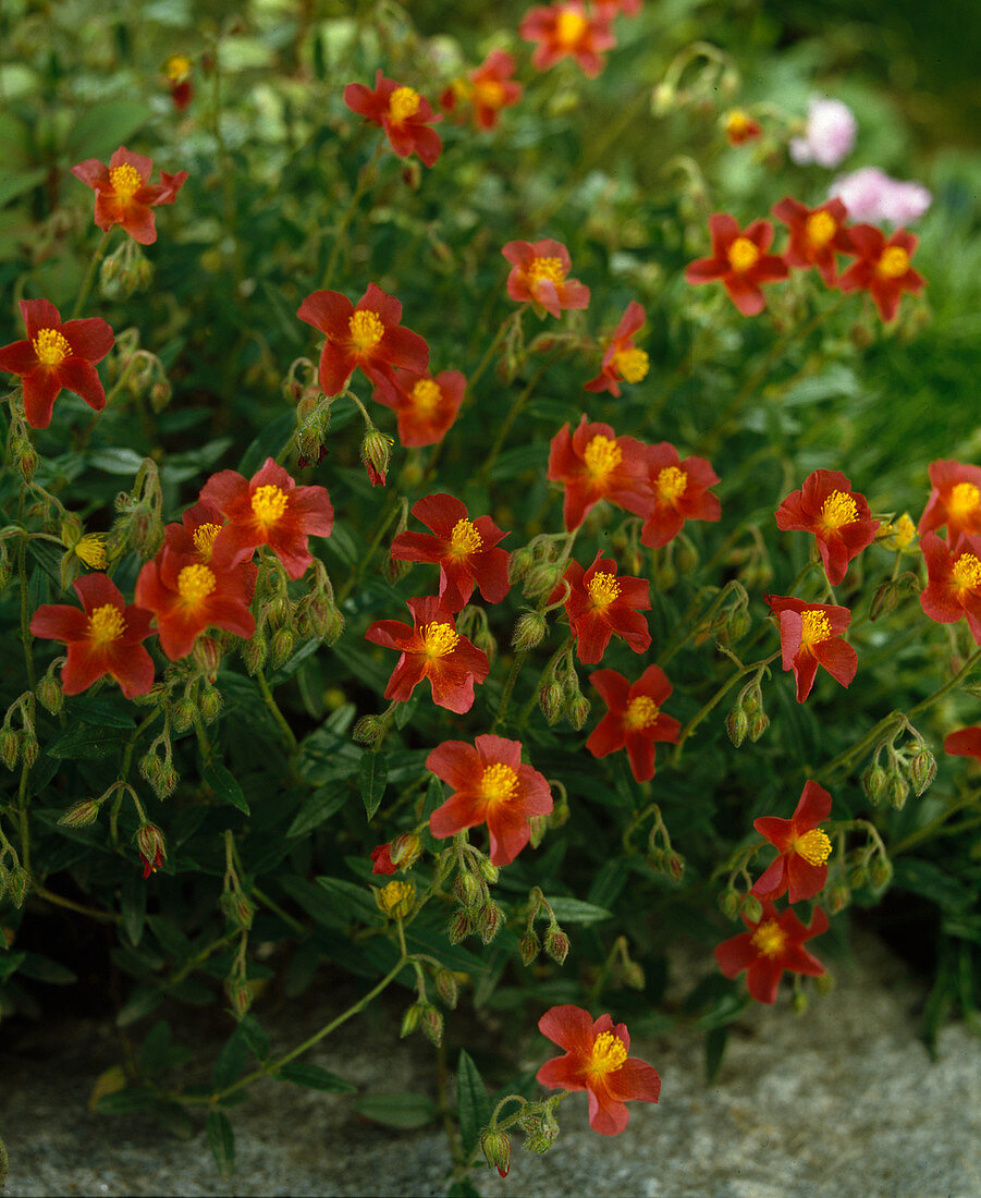 Helianthemum red