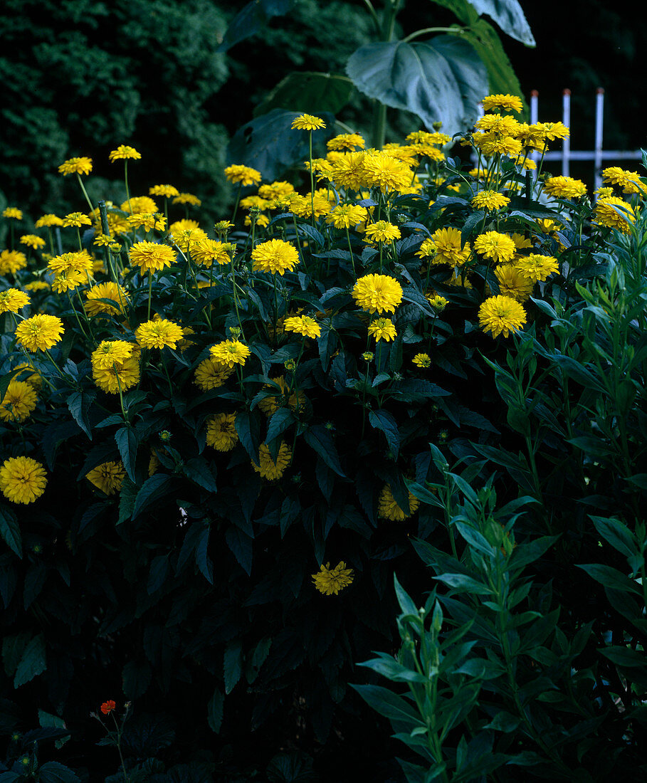 Heliopsis scabra