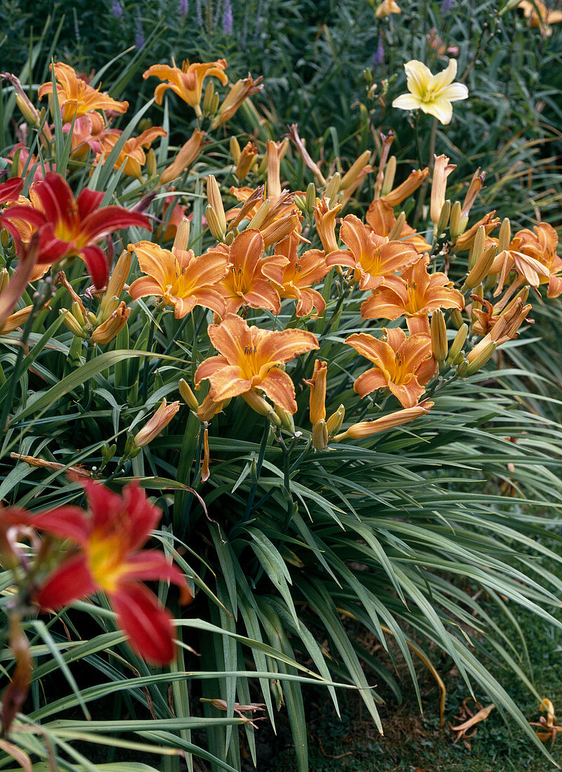 Hemerocallis 'Bess Ross', 'Bernhard Thompson'