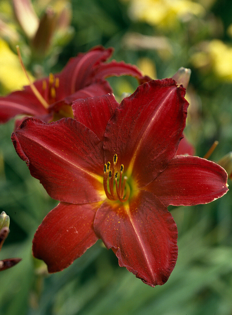 Hemerocallis 'Chicago Cardinal'