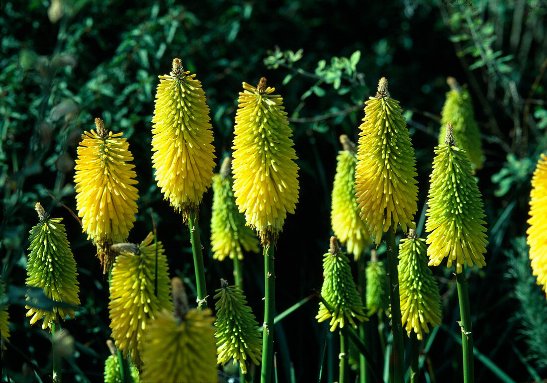 Kniphofia-Hybride