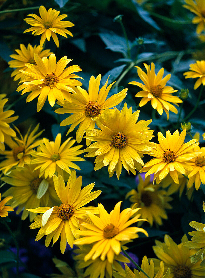 Heliopsis helianthoides