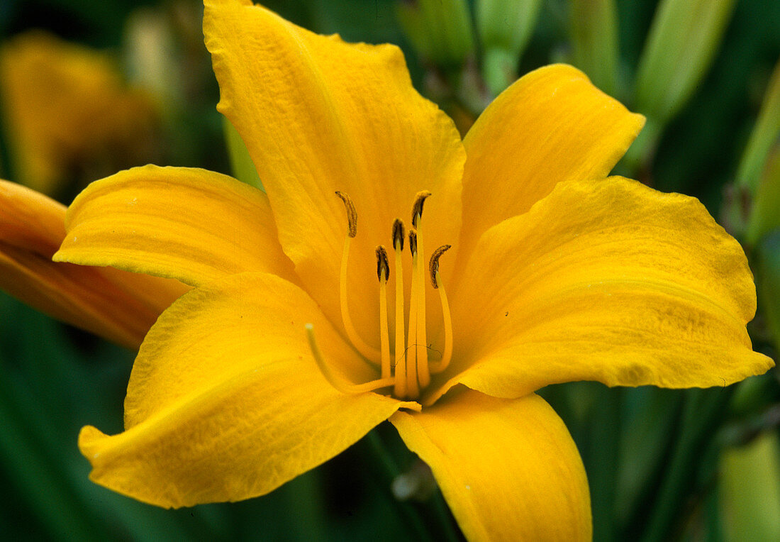 Hemerocallis 'Berlin Premiere'