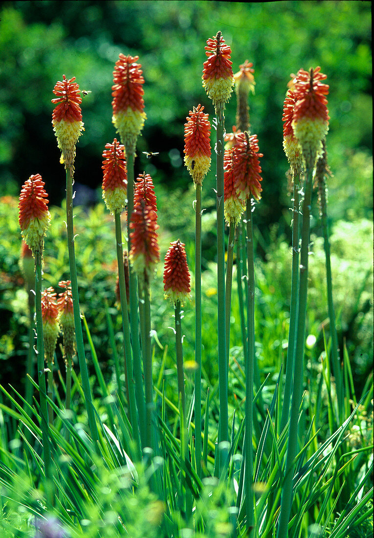 Kniphofia ensifolia