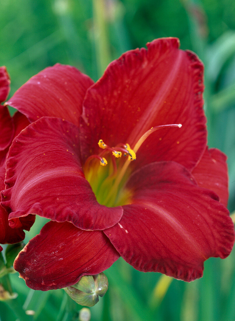 Hemerocallis Hybride (Daylily, dark red)