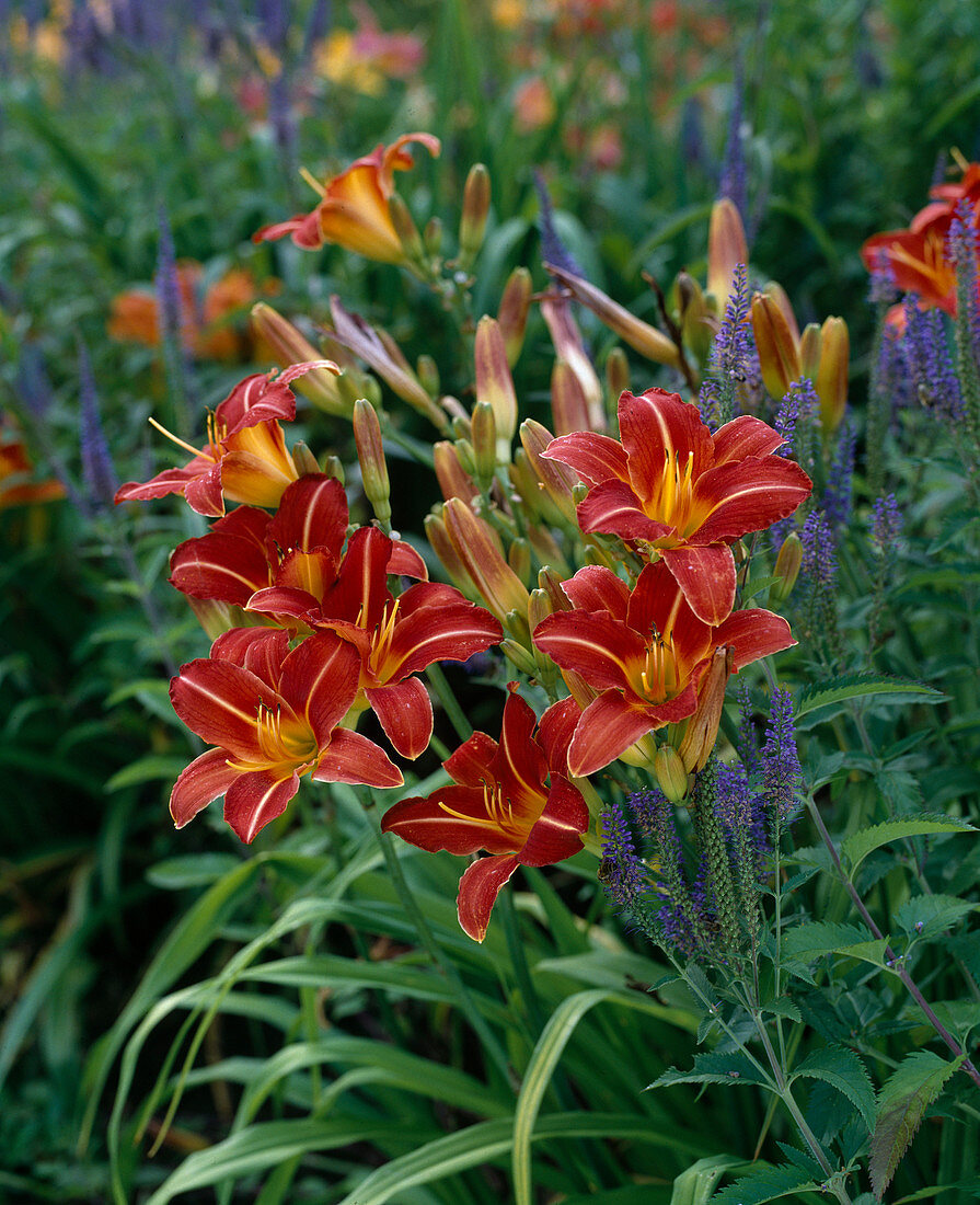 Hemerocallis 'Cologne Fire'