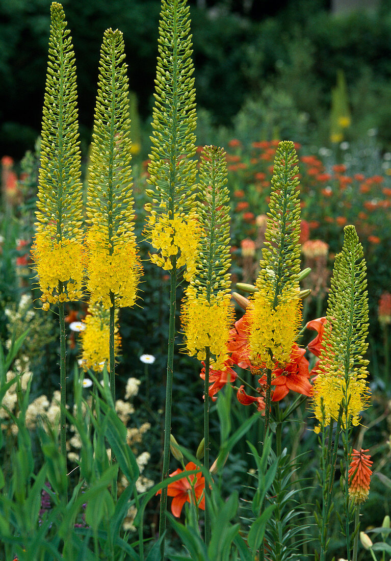 Eremurus bungei (steppe candle)