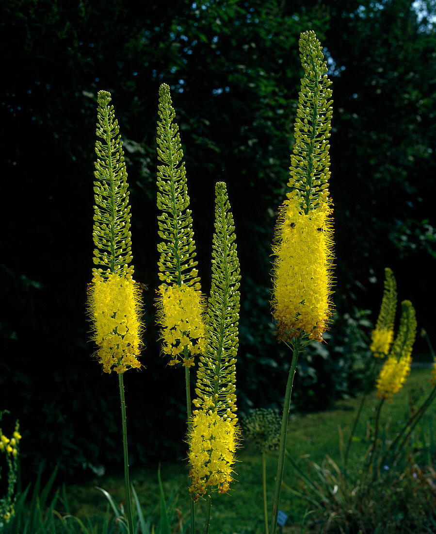 Eremurus bungei