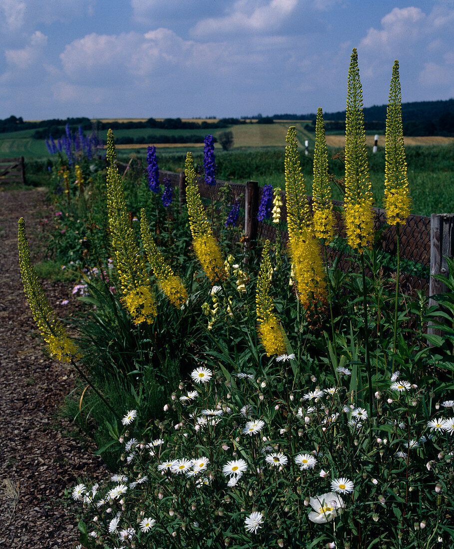 Eremurus bungei