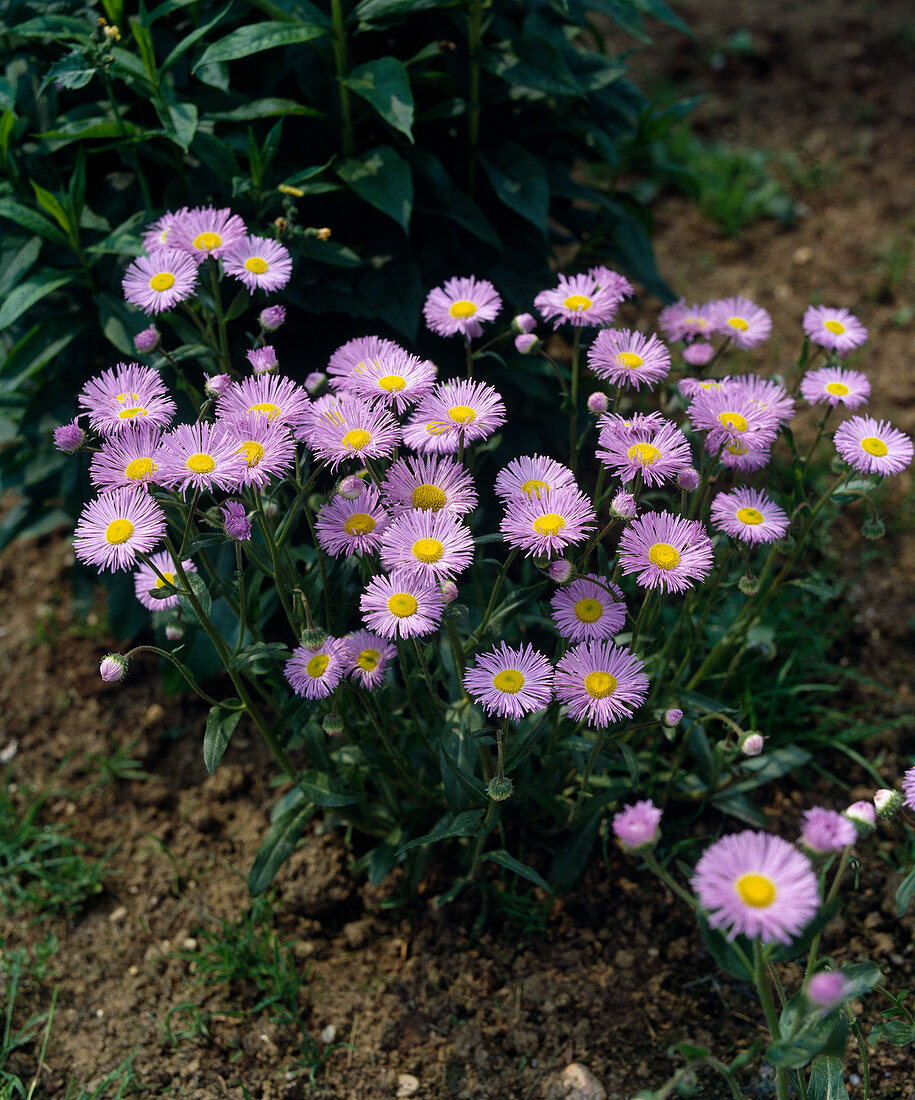 Erigeron