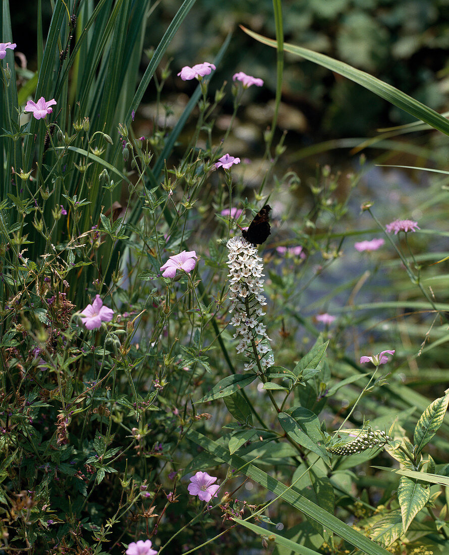 Lysimachia clethroides