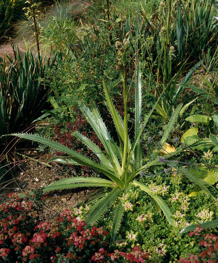 Eryngium pandanifolium