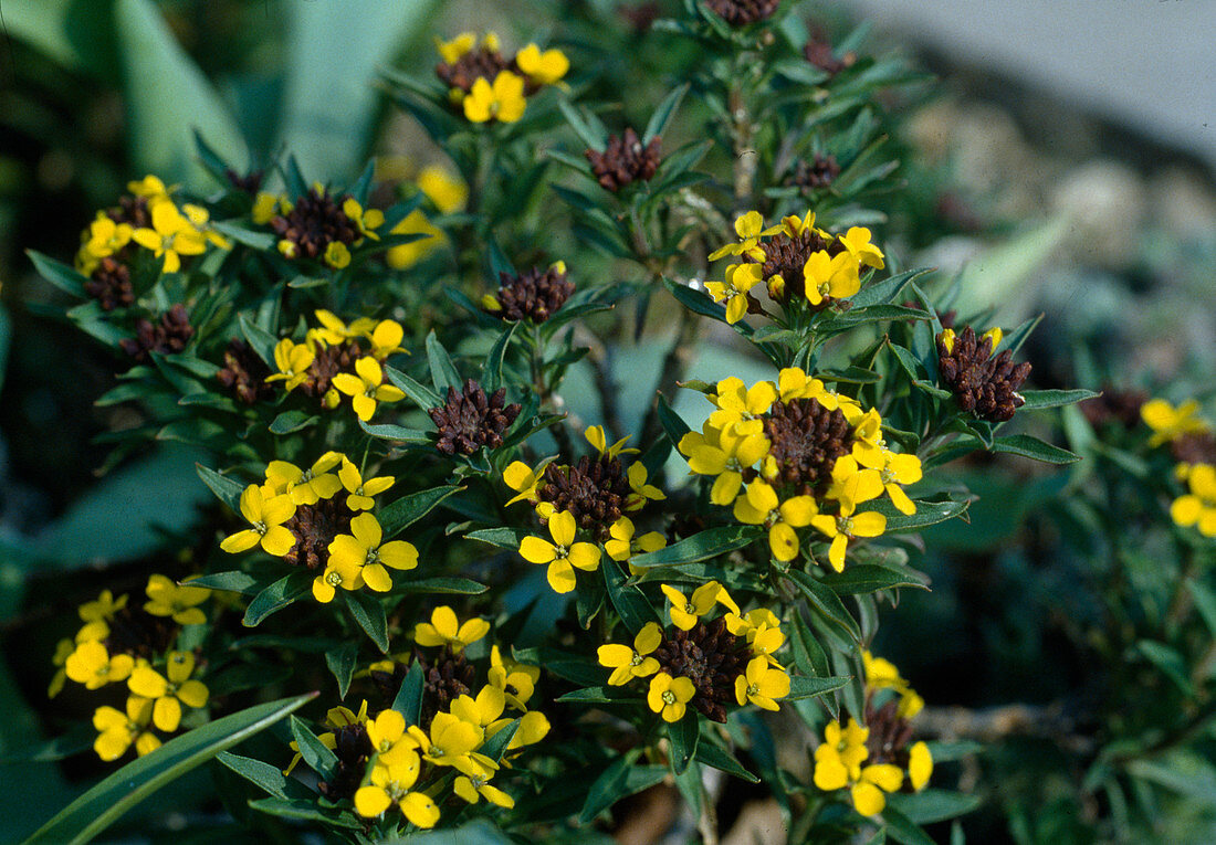 Erysimum arkansana