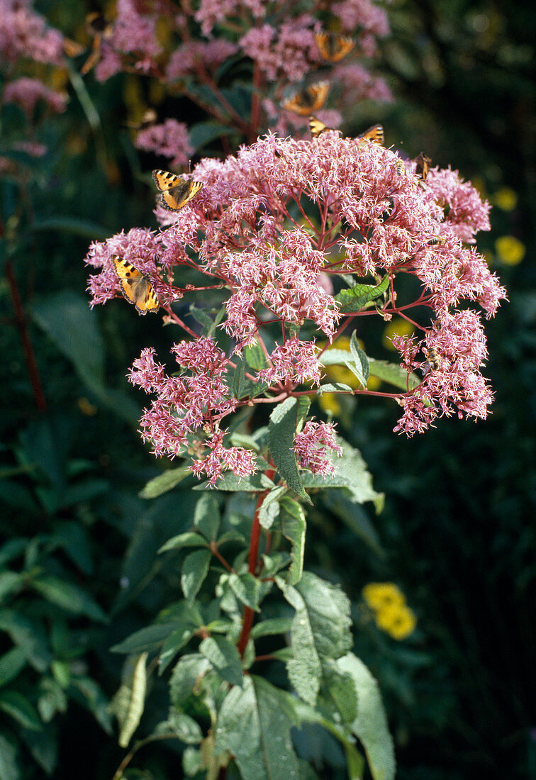 Eupatorium purpureum 'Atropurpureum'