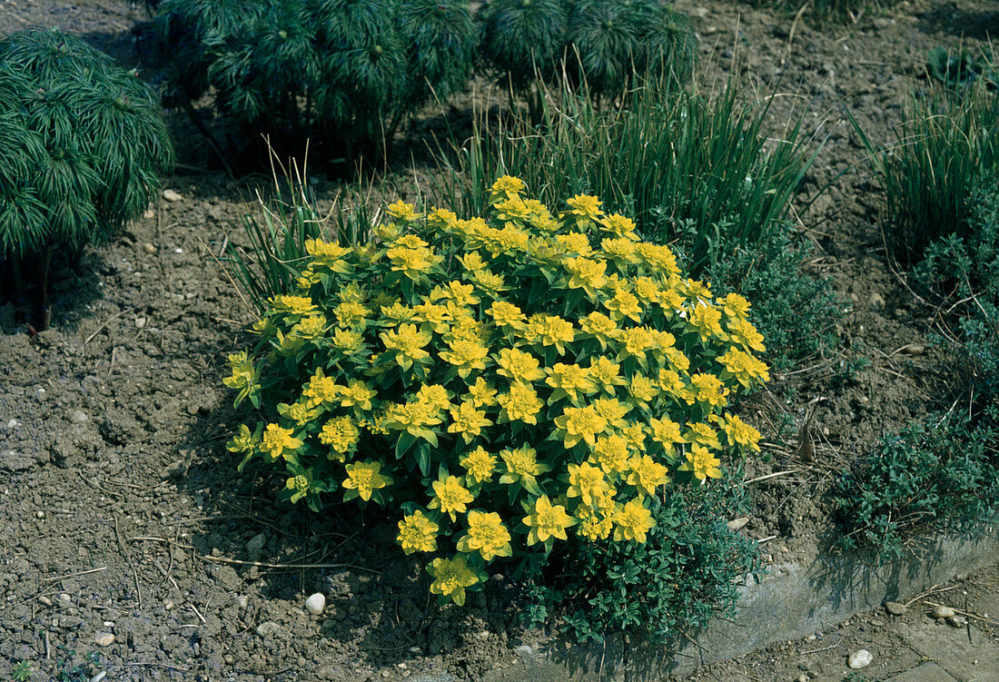 Euphorbia polychroma