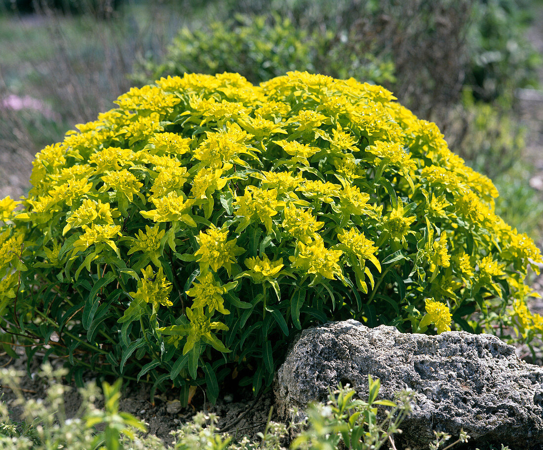 Euphorbia polychroma