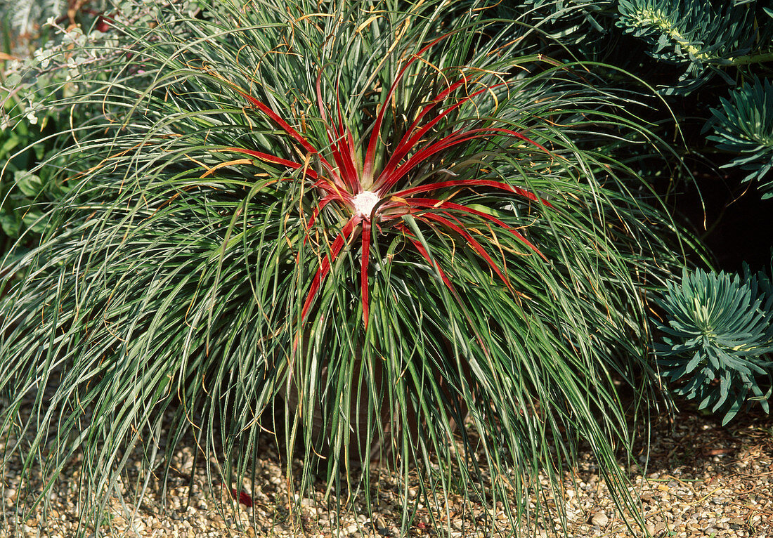 Fascicularia bicolor