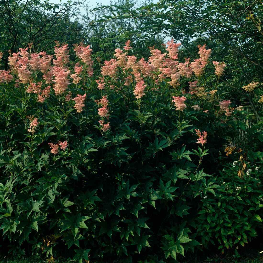 Filipendula palmata