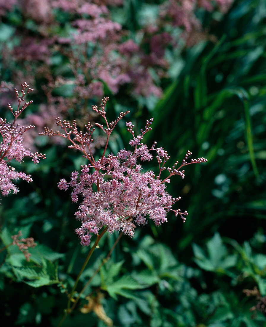 Filipendula palmata 'Nana'