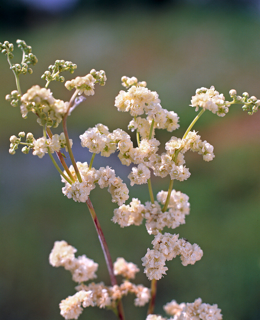 Filipendula ulmaria 'Plena' (Meadowsweet)