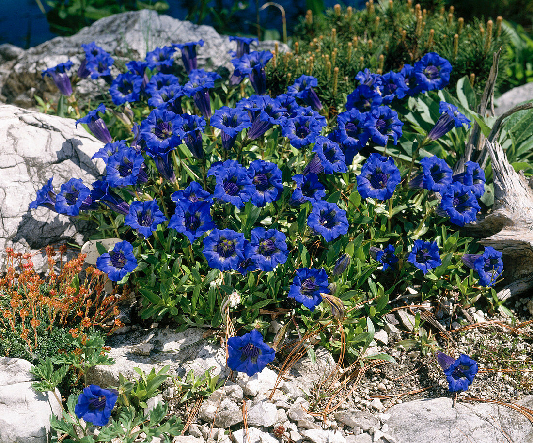 Gentiana acaulis