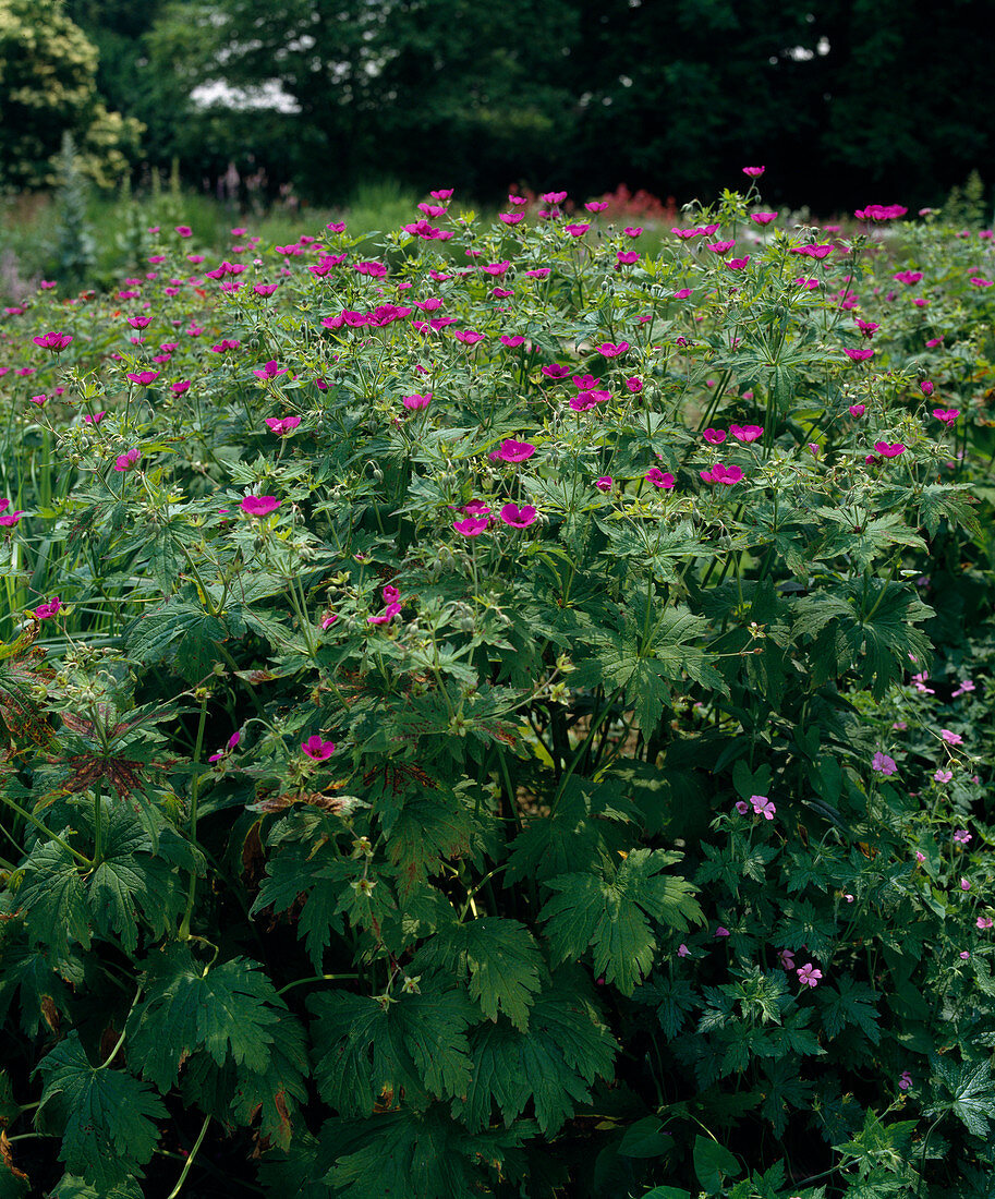 Geranium psilostemon